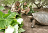 Un jeune bénévole travaille sur une mission de protection des tortues